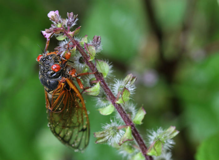 Periodical Cicada